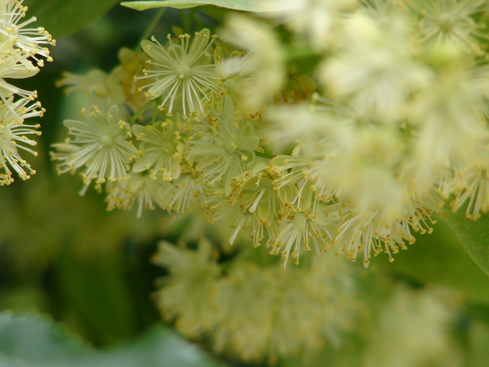 New Utah Gardener Stop And Smell The Linden Trees!