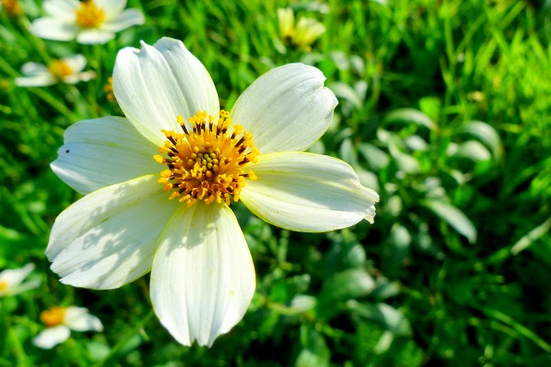 FLORES DA ARRÁBIDA: - Chá-de-Marrocos (Bidens aurea) | Perspetivas do olhar
