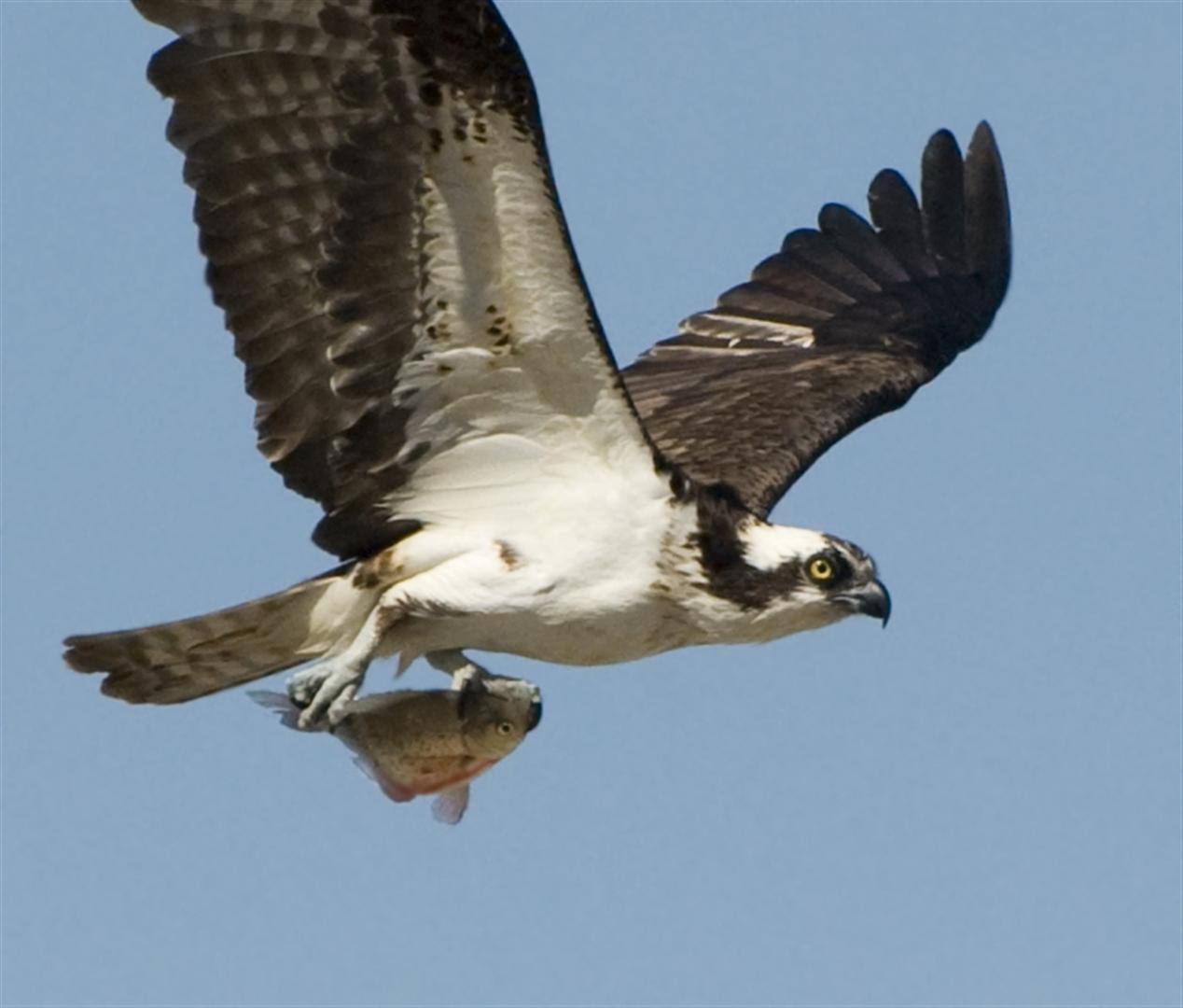 Mendonoma Sightings Spectacular photo of an Osprey with a fish in its