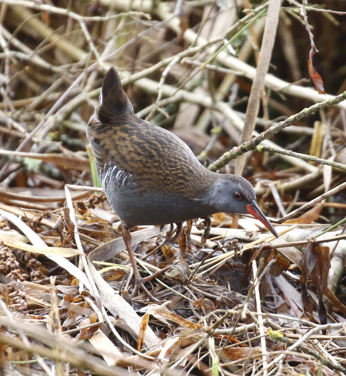 Water Rail