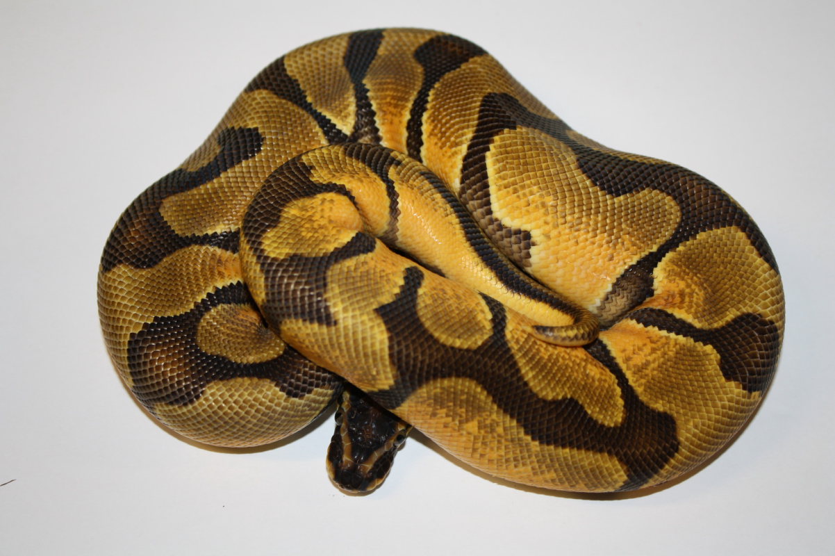 orange python