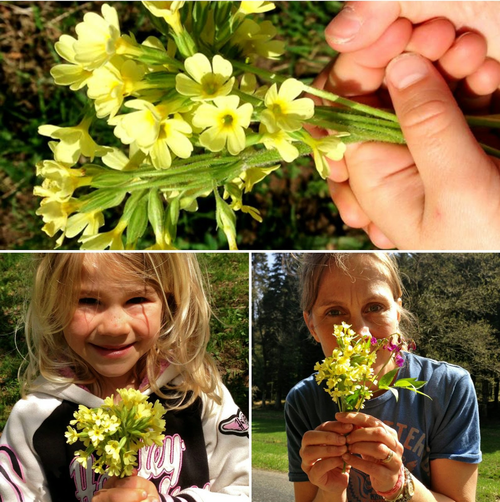 My Rose Valley Give me flowers