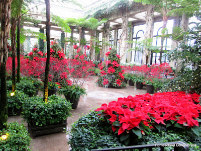 Poinsettias - A Longwood Gardens PhotoJournal, Part One on Homeschool Coffee Break @ kympossibleblog.blogspot.com