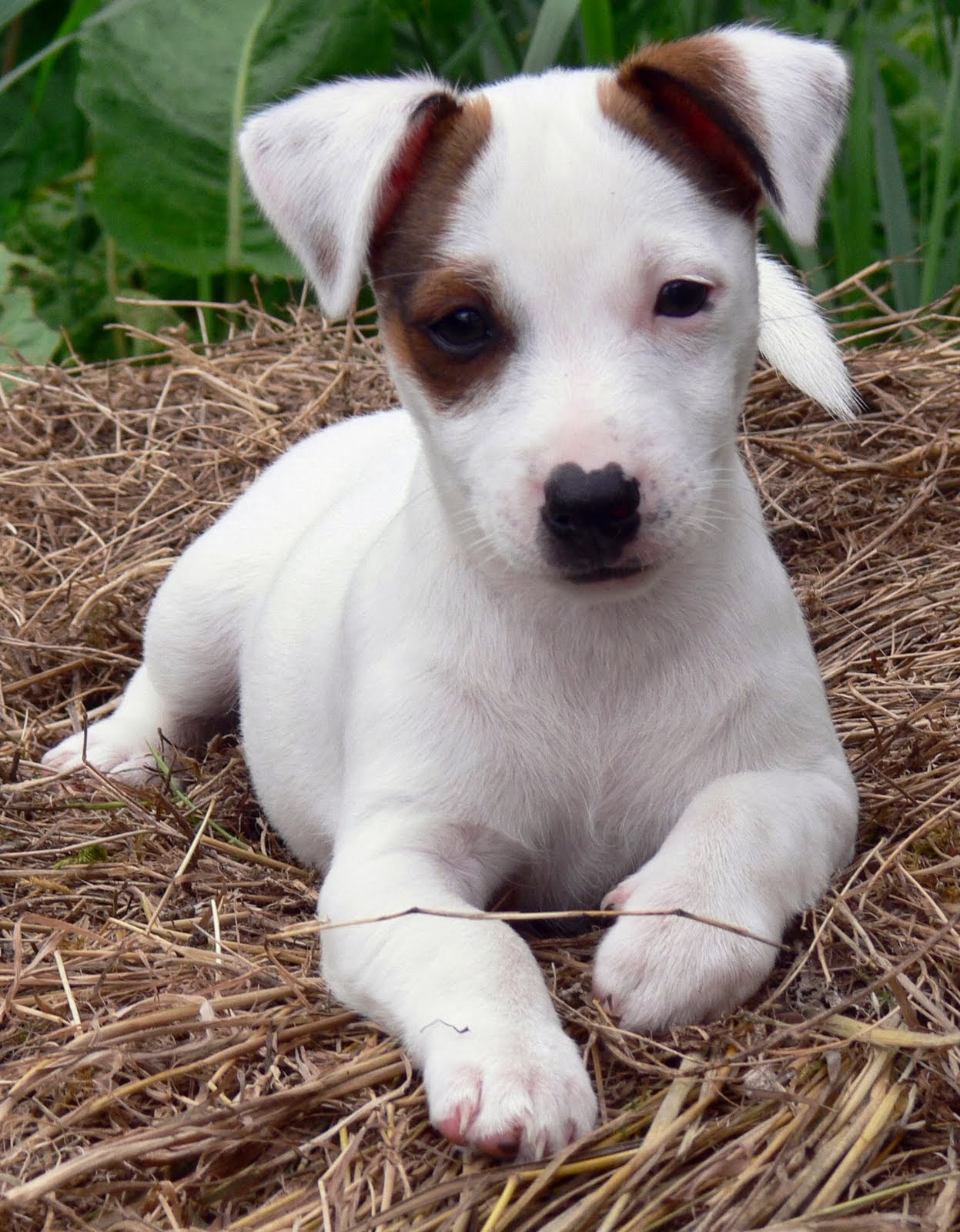 Meu, Seu, Nosso Pet Jack Russel Terrier