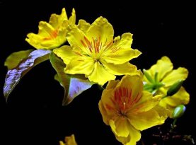 Rạo rực mùa Xuân