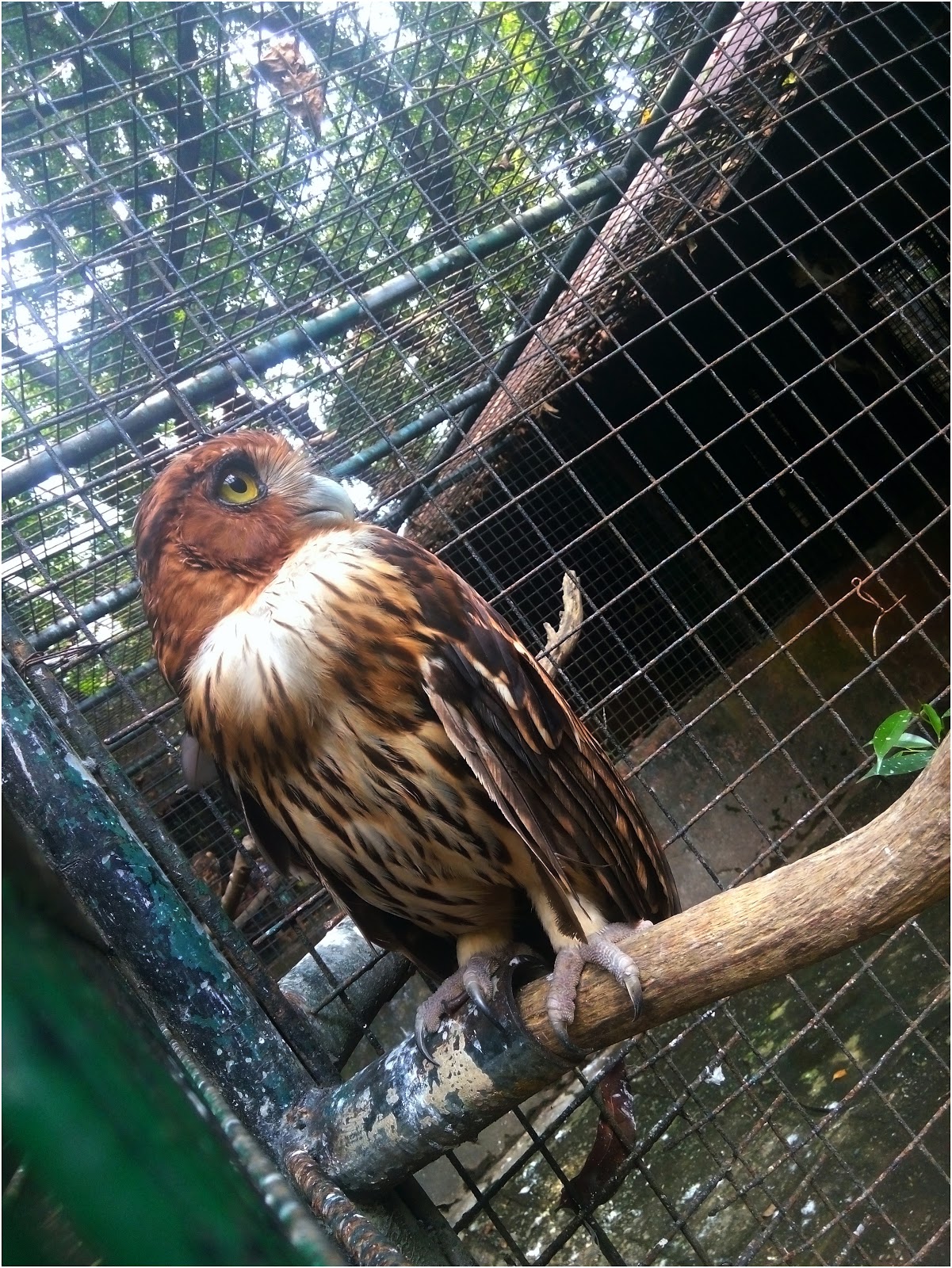 Manila Zoo Greeg Adventure