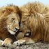 Wallpaper Lions Pair