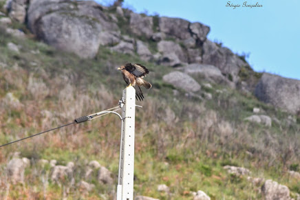 Águia-de-asa-redonda - Buteo buteo