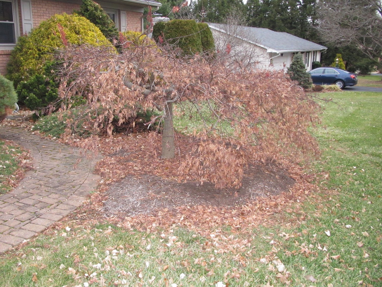 Groshs Lawn Service Japanese Maple Tree Trimming & Thinning in