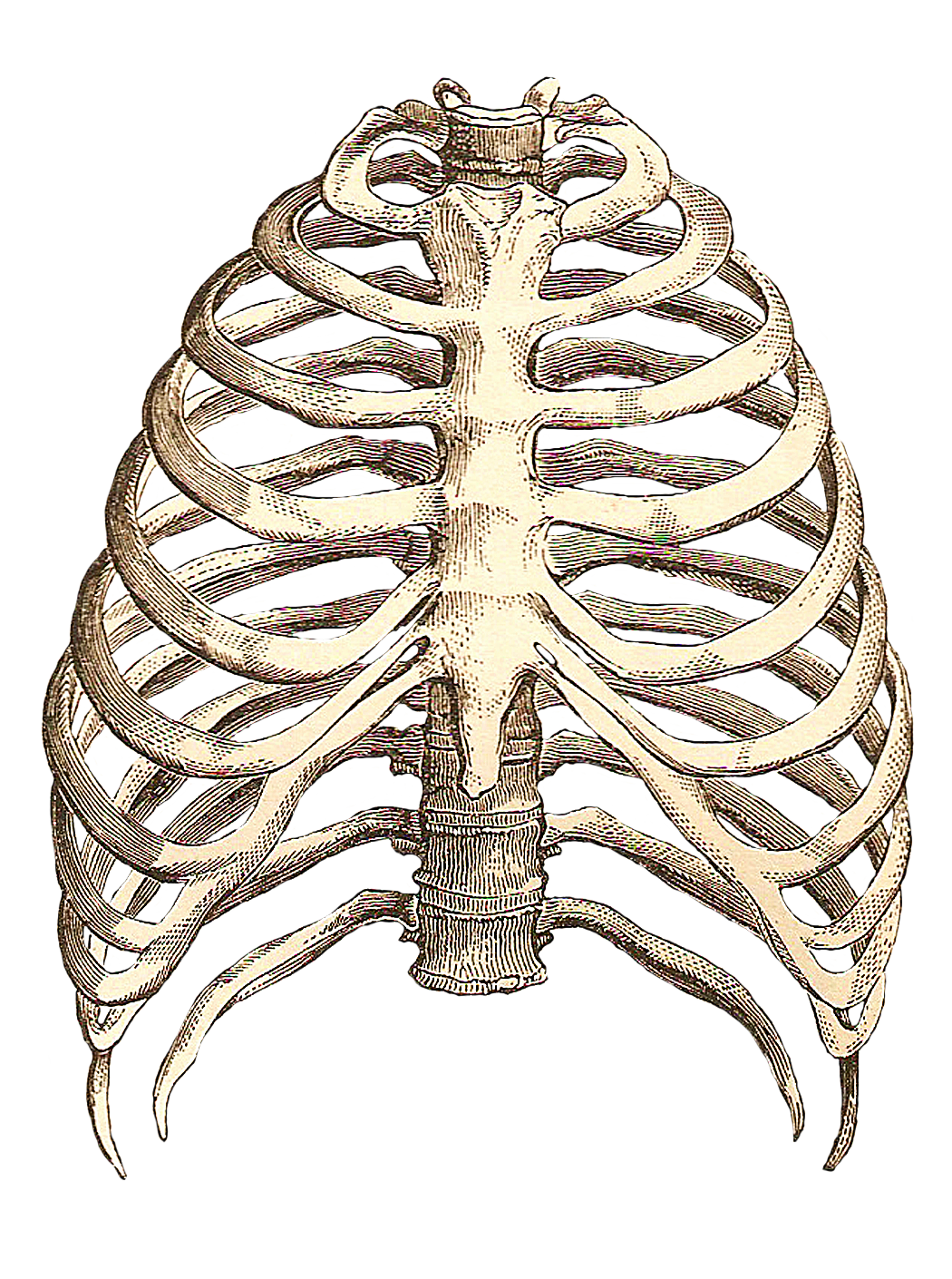 Part Of Art : Catnipstudiocollage free vintage clip art skeleton