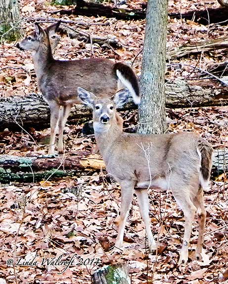 deer in forest