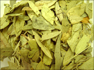 teh daun jati cina