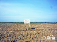 Sawah dijual - Dijual Sawah di Bekasi Muara Gembong - Info Griya Sawah dijual - Dijual Sawah di Bekasi Muara Gembong - Info Griya