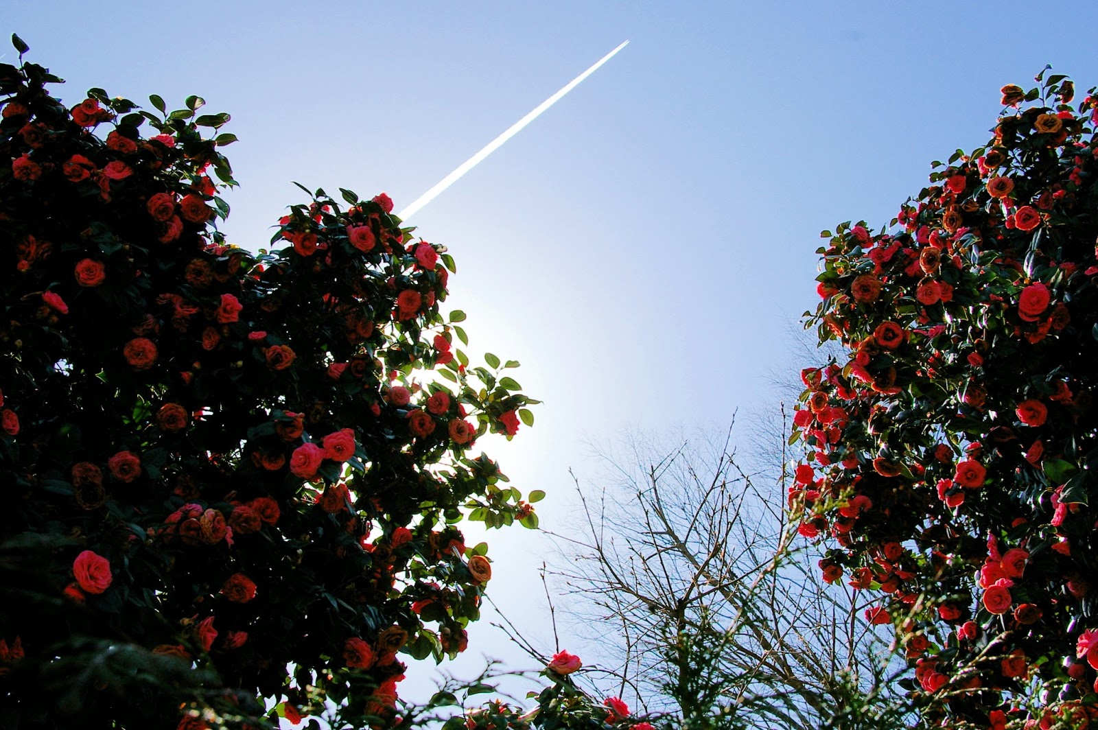 は の字日記 4月 13