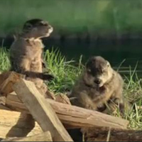 Do Woodchucks Chuck Wood GEICO Flixxycom