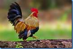 Sejarah Spm Belajar Sejarah Elakkan Hangat Hangat Tahi Ayam