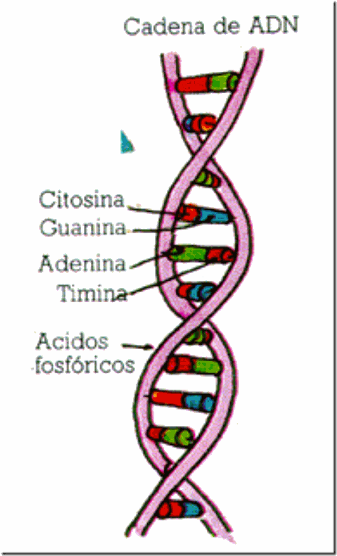 cantidad de cadenas del adn biologia adn cantidad de cadenas del adn biologia adn