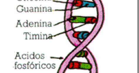 cantidad de cadenas del adn biologia adn cantidad de cadenas del adn biologia adn