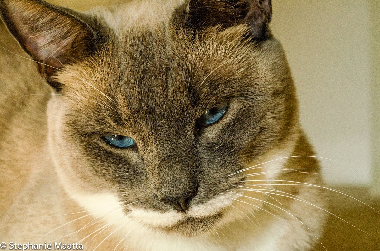 Bluest Eyes, copyright 2014, Stephanie Maatta Smith image of Siamese cat with blue eyes