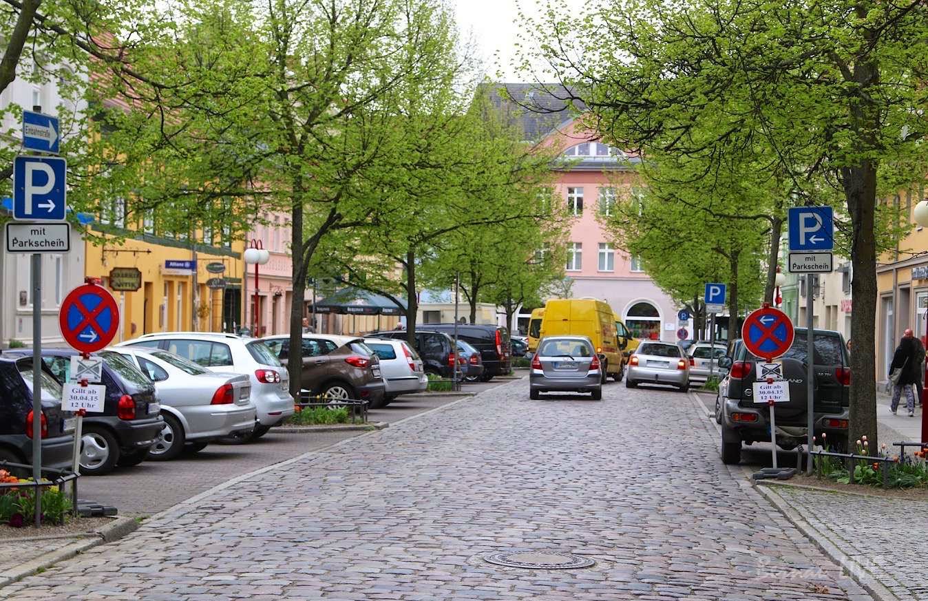 Lesendes Katzenpersonal