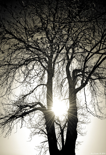 paisajes, españa, fontibre, arbol, invierno, 