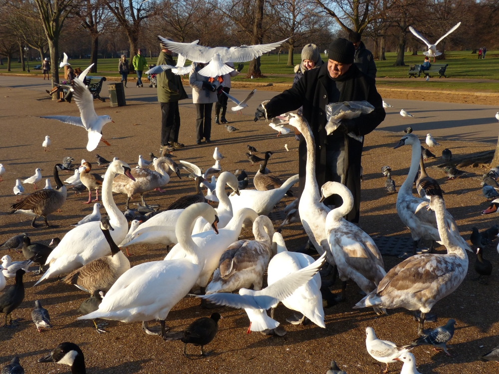 Image result for hyde park swans feed