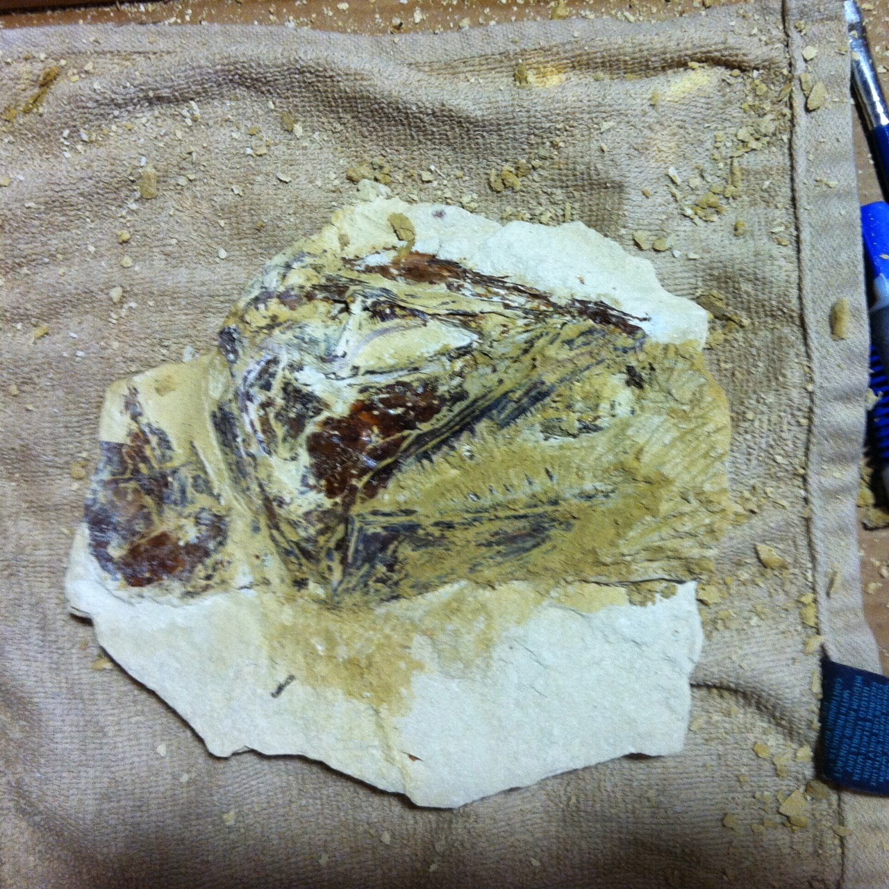 Kansas Fossil Hunter