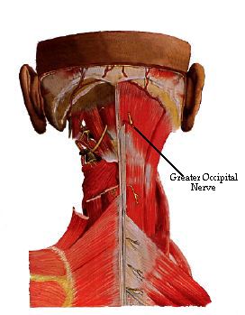 The Greater Occipital Nerve