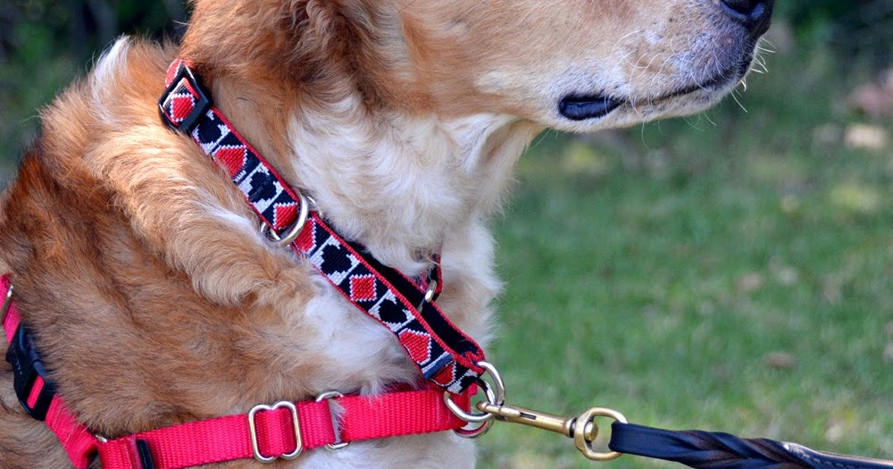 The Dog Geek Product Review Lupine Combo Collar