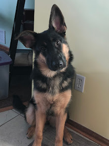 Our German Shepherd