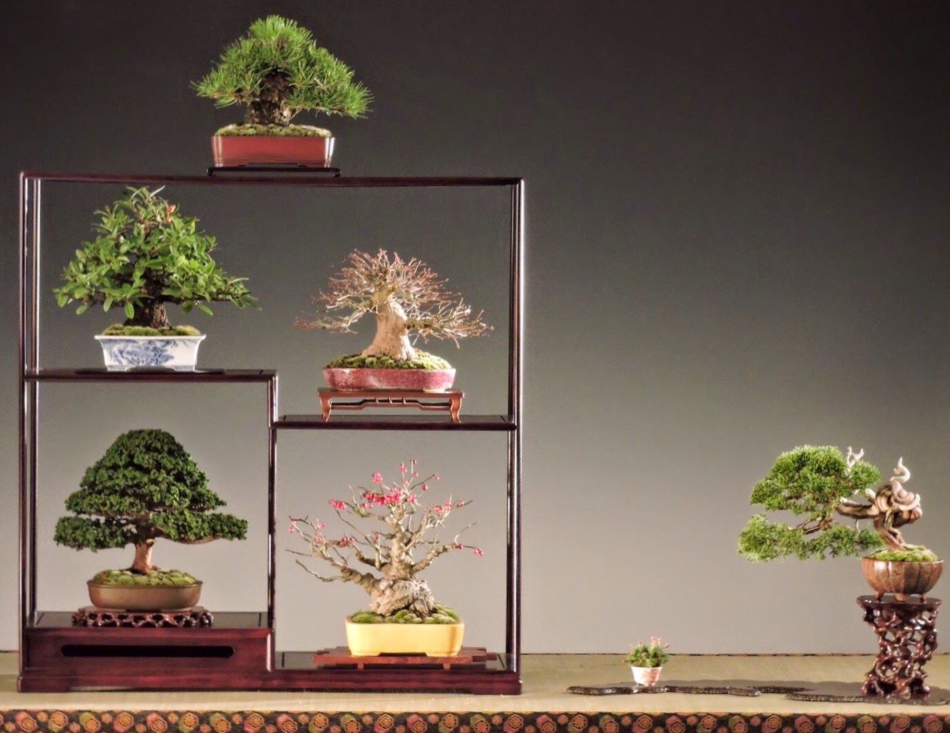 Bespoke Bonsai Stands Bespoke Bonsai Stands in use at Noelanders trophy 2015