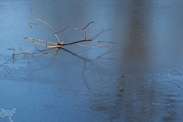 branch on blue ice