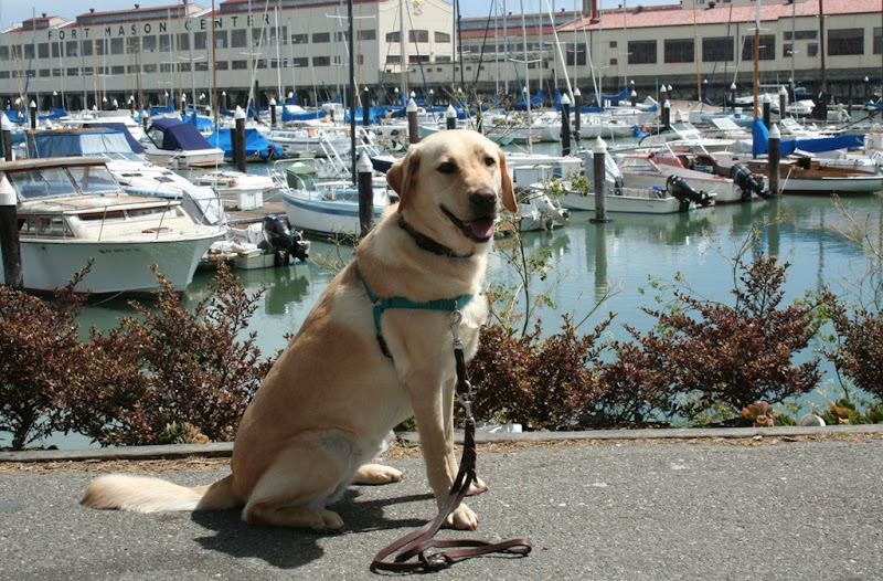 cabana sitting and looking at camera with mouth open in a smile, buildings of fort mason in the background, with water and many yachts spread out behind her