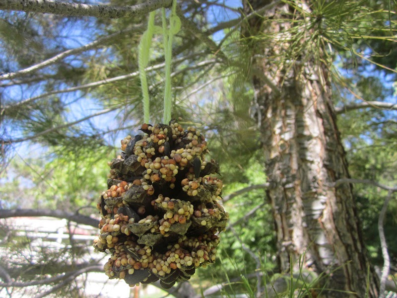 Playing to Learn Pine Cone Bird Feeder