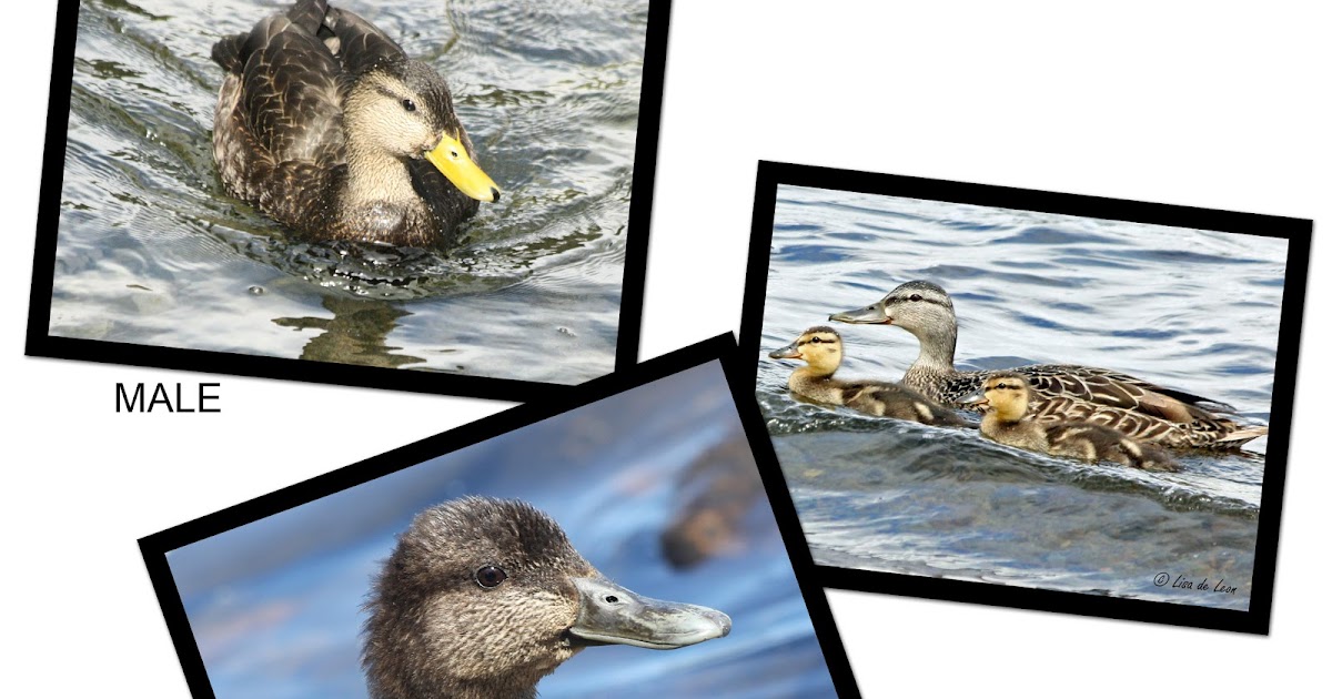 Birding with Lisa de Leon Ducks of Newfoundland