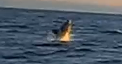 Shark Video News: 2014 Great White Sharks off Nantucket and Martha's