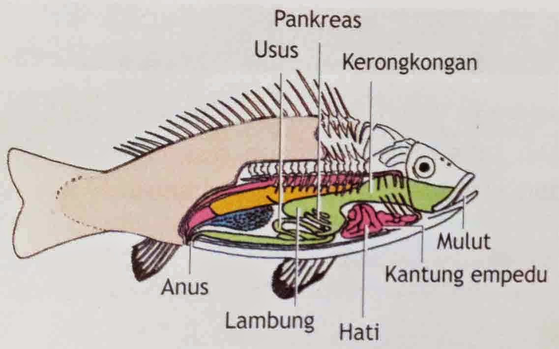 Makalah Morfologi dan Anatomi Ikan Mas (Cyprinus carpio) Wasiwa