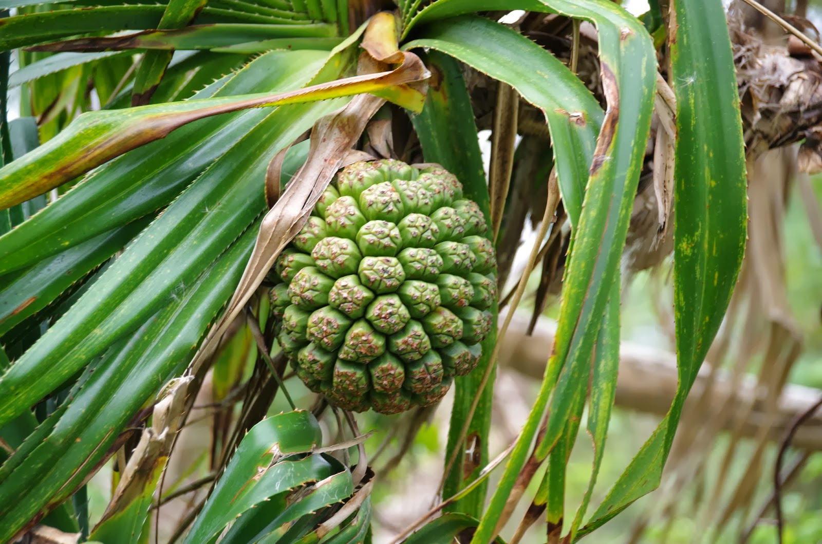 Trees and Plants Pandanus