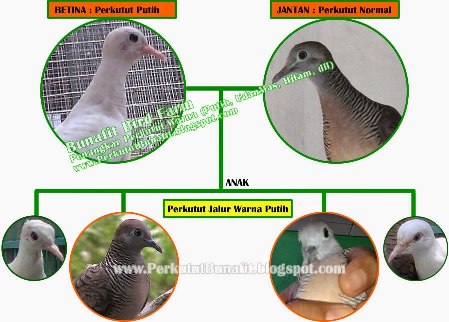 Perkutut Bunafit Bird Farm Perkutut Jalur Warna Putih Bangkok