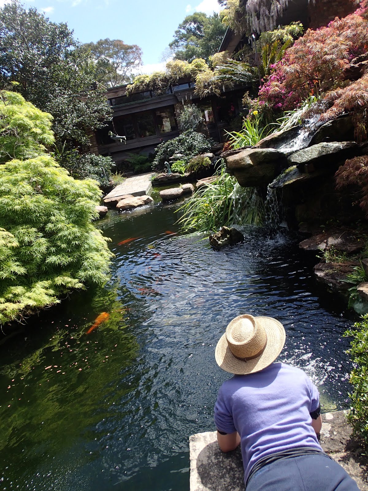 Mish photographing koi underwater