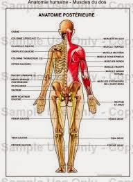 ANATOMIE