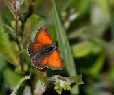 Violetrandet ildfugl