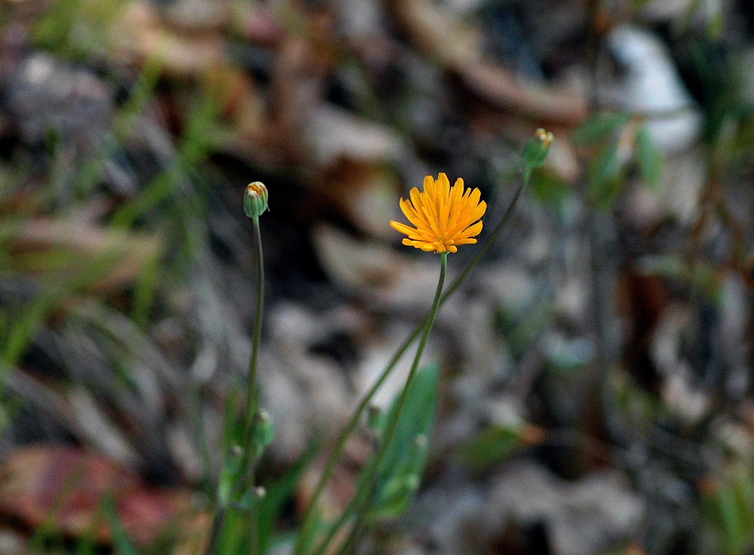 Field Biology in Southeastern Ohio Get Aboard The Mayflower