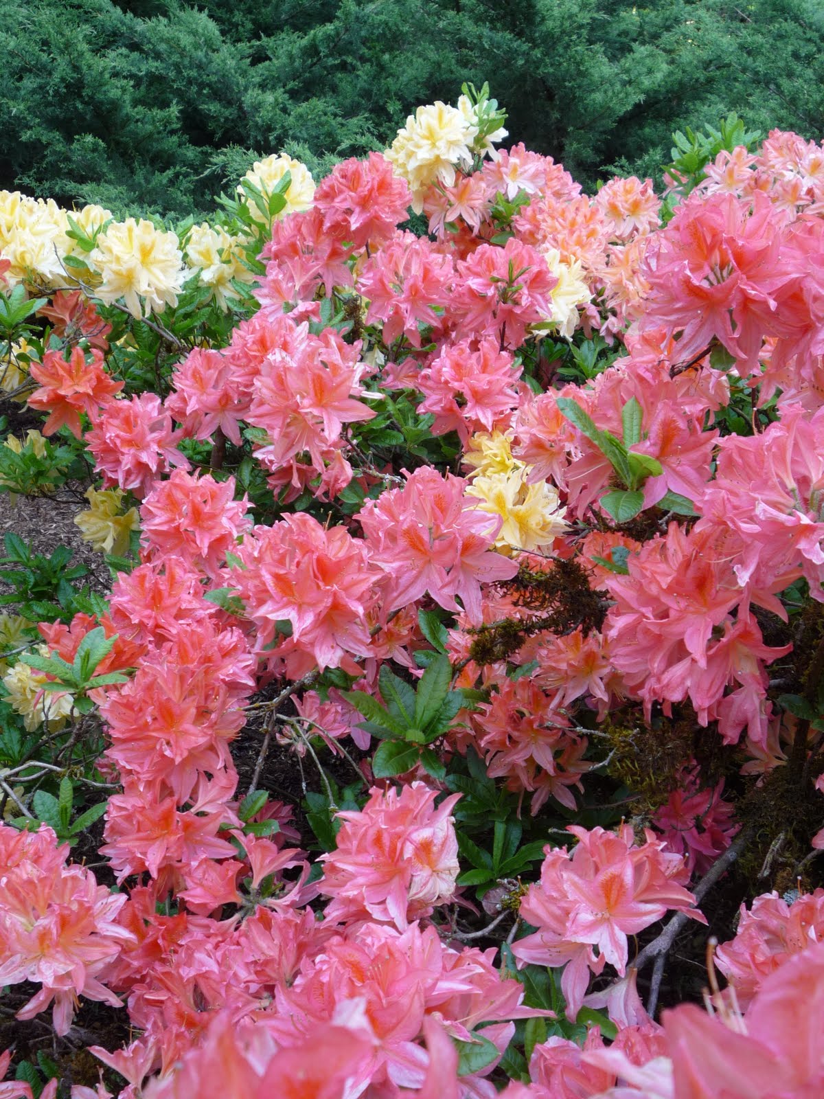 Just Northwest Outdoor Tourism Blog featuring the Pacific Northwest