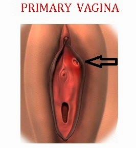 vaginal syphilis pictures Anal hot fuck