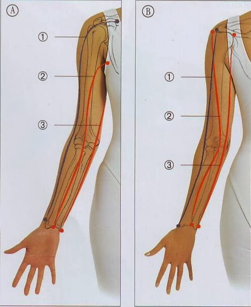 traditional thai lesson five arms hands neck sen lines charts