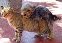 Trastorno Sexual Perros