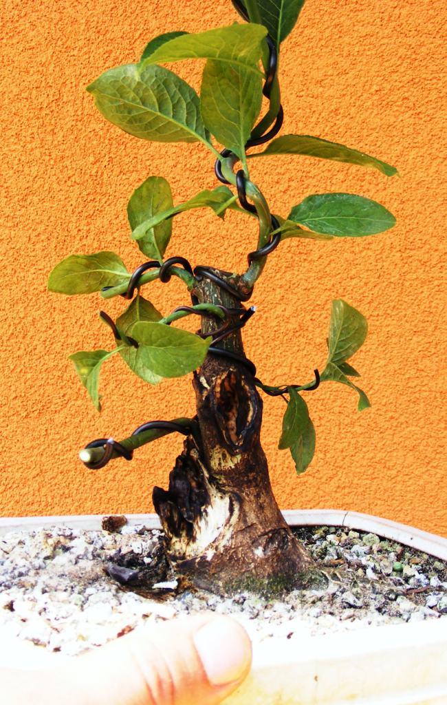 MapleTree's Bonsai Bonsai jin alakítás kecskerágón