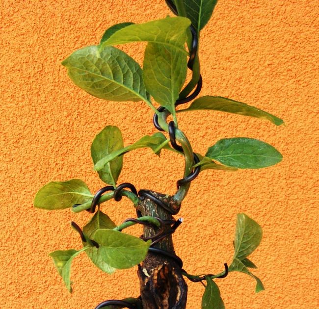 MapleTree's Bonsai Bonsai jin alakítás kecskerágón