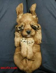 Funny Dog Pictures
